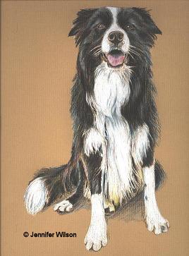 collie painting